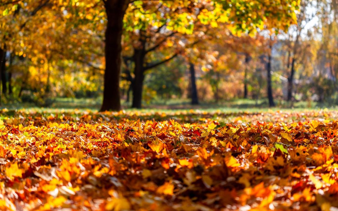 Autumn Feelings Walk