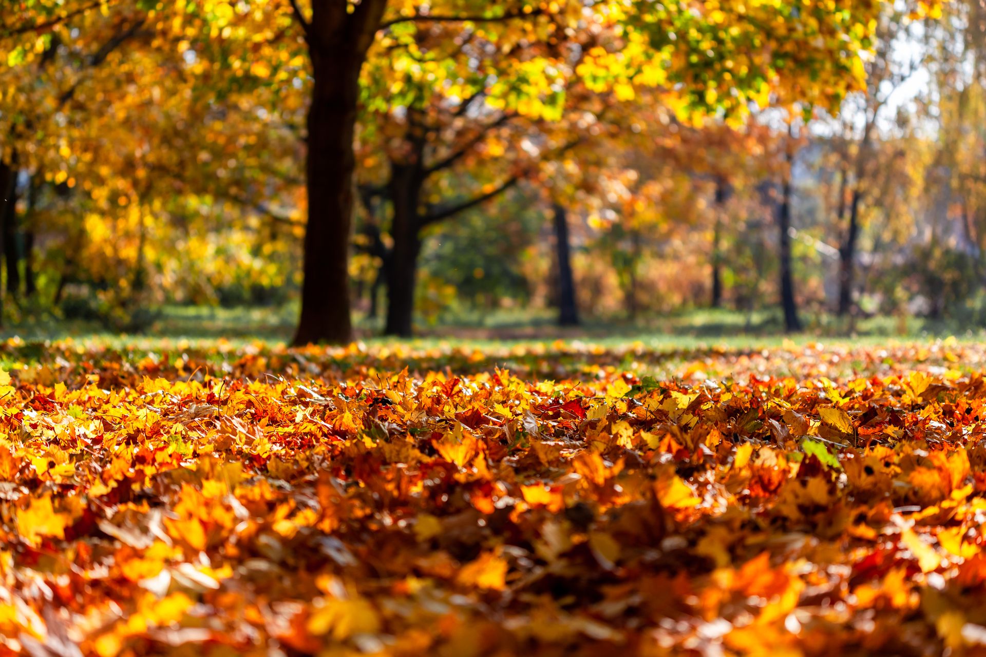 Autumn